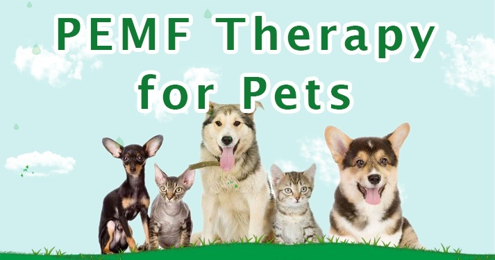 Bemer Therapy for pets